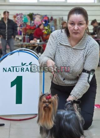 Йоркширский терьер, брачное Санкт-Петербург