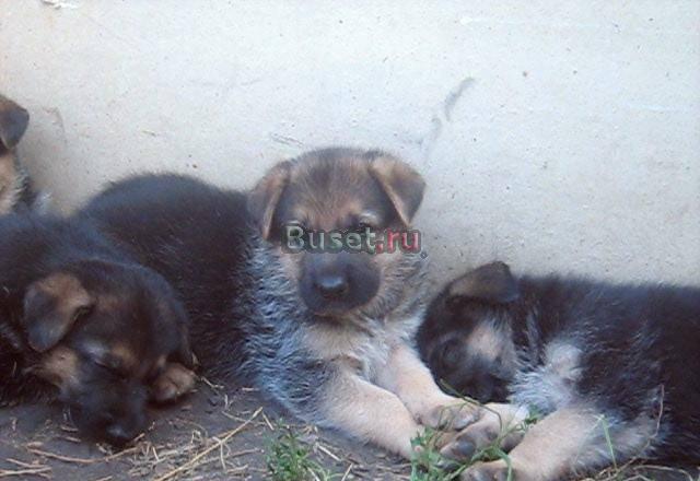 Немецкая овчарка черного и чепрачного окраса Москва