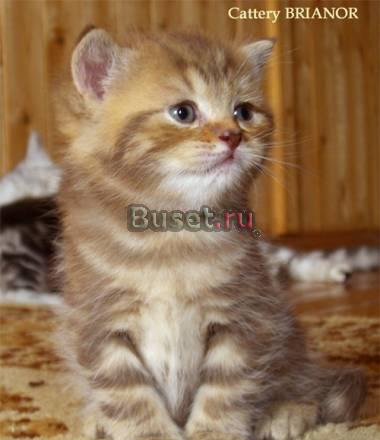 Британский котенок шоколадный мрамор Москва