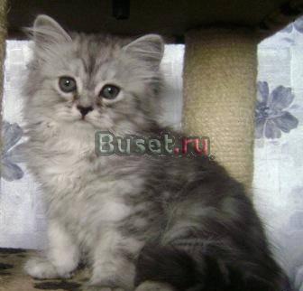 Шотландские котята вислоухие, страйты и хайленды Москва