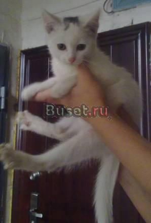 Маленький котенок ждет хозяина Новосибирск