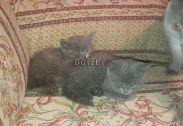 Британские котята Королев