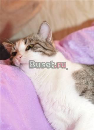 Кот для умиротворения и уюта - в дар Москва
