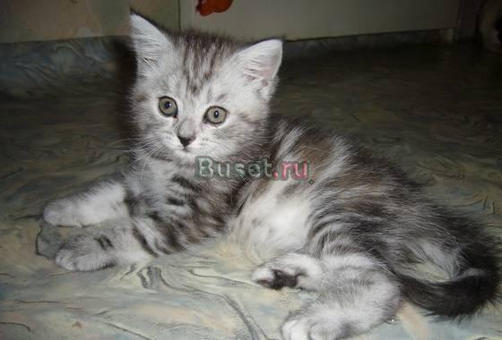 Британские котята Москва