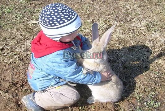 Бельгийский великан, немецкий ризен Лобня