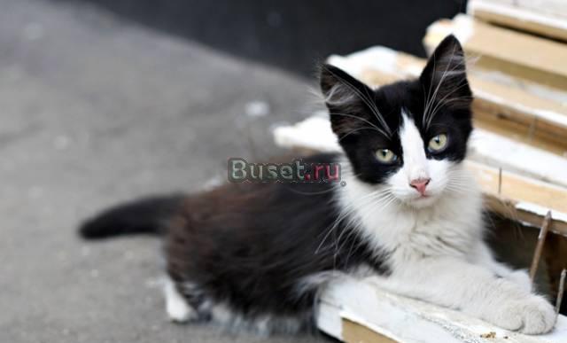 Котёнок, мальчик, 3 мес. в добрые руки Москва