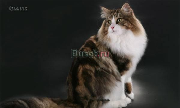 Мейн-кун котята американские линии  питомник Москва