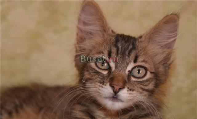 Маленькое чудо Василиса 2,5 мес. ищет хозяина Москва