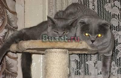 Продаются клубные шотландские/британские котята Москва