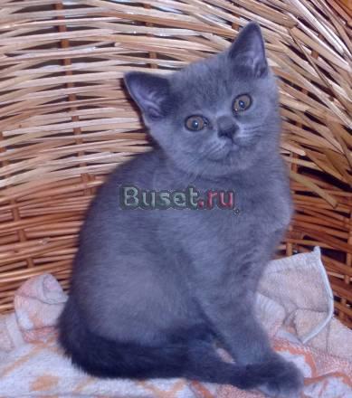 Голубая  кошечка Москва