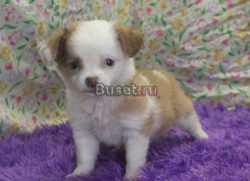 Sweet щенка чихуахуа на продажу любой уход домой Домодедово