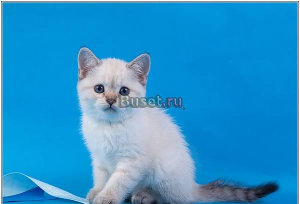 Шотландские вислоухие и прямоухие котят Москва