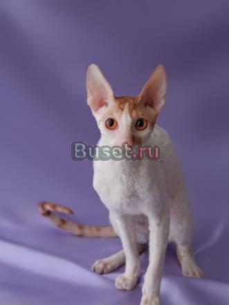 Корниш-рекс-кудрявые котята Екатеринбург