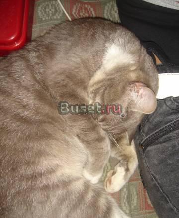 Отдадим котенка в добрые руки Москва