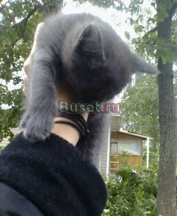 Котята Санкт-Петербург
