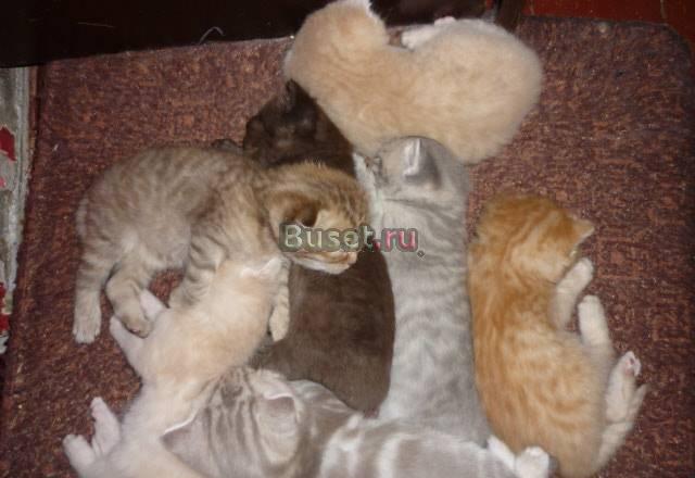 Котята вислоухие и страйты. Питомник Москва