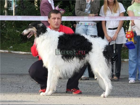 Щенки Русской борзой Волгоград