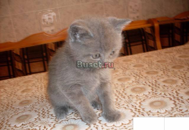 Британские клубные котята Москва