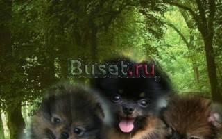 Немецкий миниатюрный и малый шпиц Москва