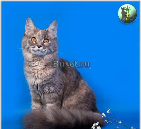 Элитные котята мэйн кунов Москва
