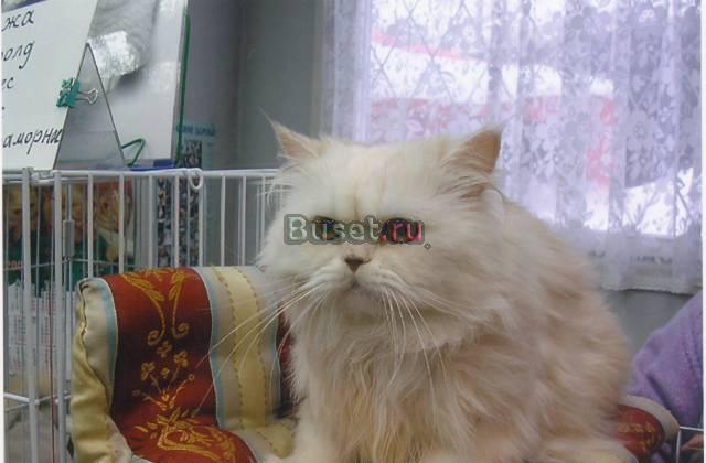 Персидский котик Москва