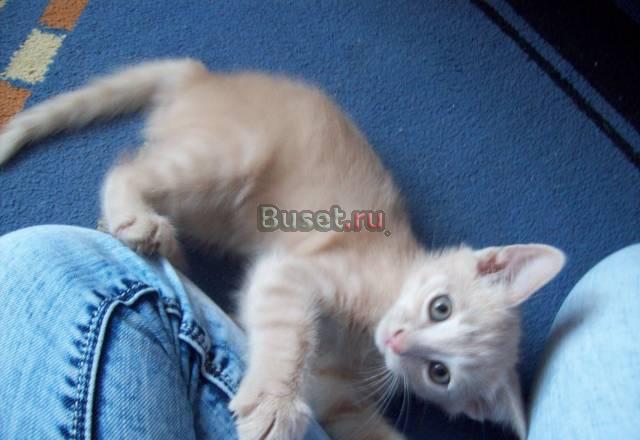 Отдам котёнка в Хорошие Руки бесплатно Орск