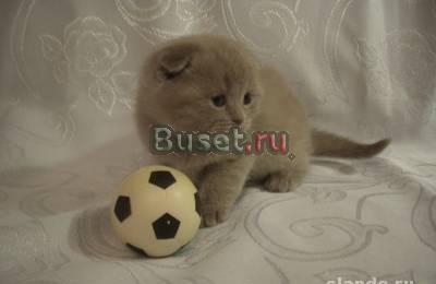 Котята шотландские, плюшевые, классика Москва