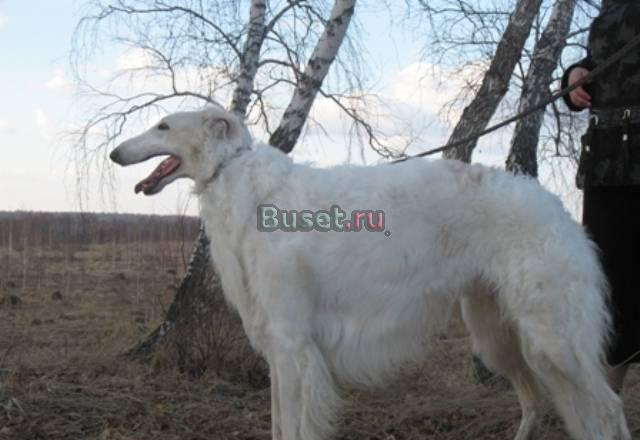 Щенки борзой Ижевск