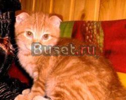 Котик вислоухий красный тэбби мраморный, 3.5 мес Москва
