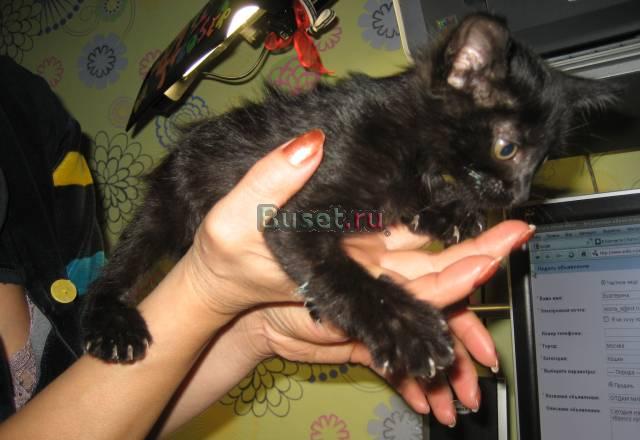 Отдам миленького котёнка в добрые руки Москва