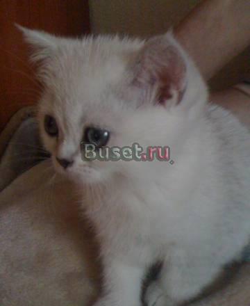Британские котята Москва