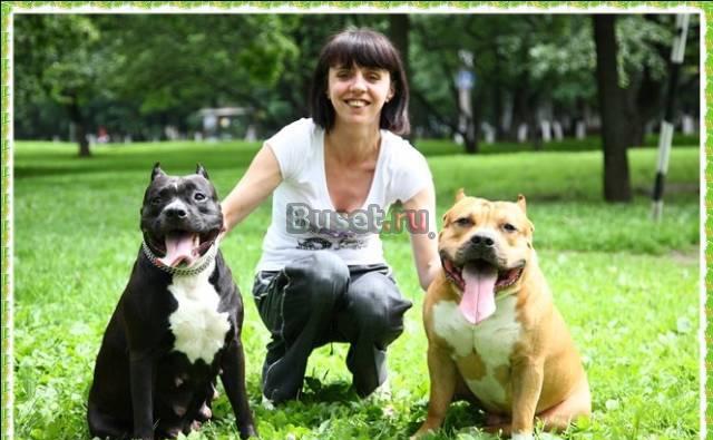 Американского стаффордширского терьера щенки Москва