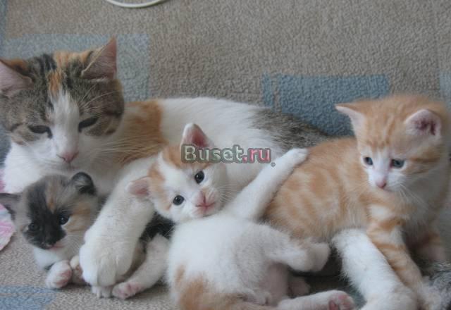 Отдам очаровательных котя от домашней кошки Санкт-Петербург