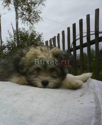 Помесь болонки и шпица Санкт-Петербург