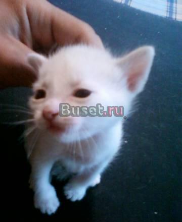 Отдам даром котят приносящих удачу Екатеринбург