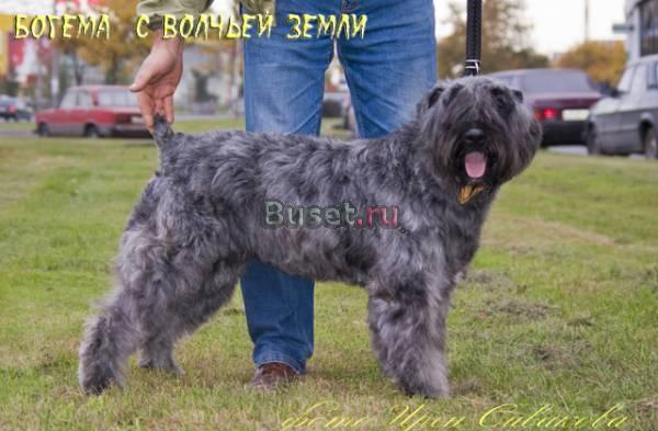 фландрский бувье- щенки из проф питомника  РКФ Санкт-Петербург