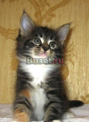Клубные котята Мейн Кун Казань