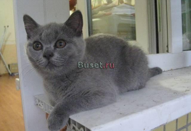 Котята ищут хозяев за небольшую цену Москва