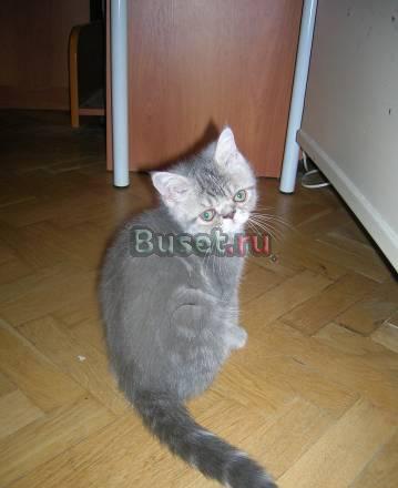 Котята недорого () Москва