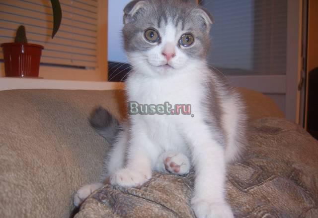 Шотландский вислоухий кот Волгоград