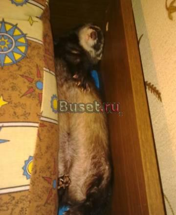 Продаю хорька с итальянской клеткой Москва