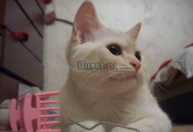 Продам кота Скоттиш-страйт, окрас кремовый Москва