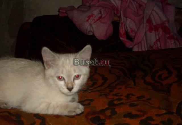 Котята Уфа