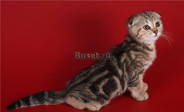 Скоттиш-фолд,элитный котик Санкт-Петербург