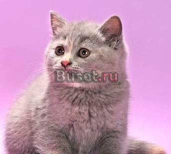 Британские котята Санкт-Петербург