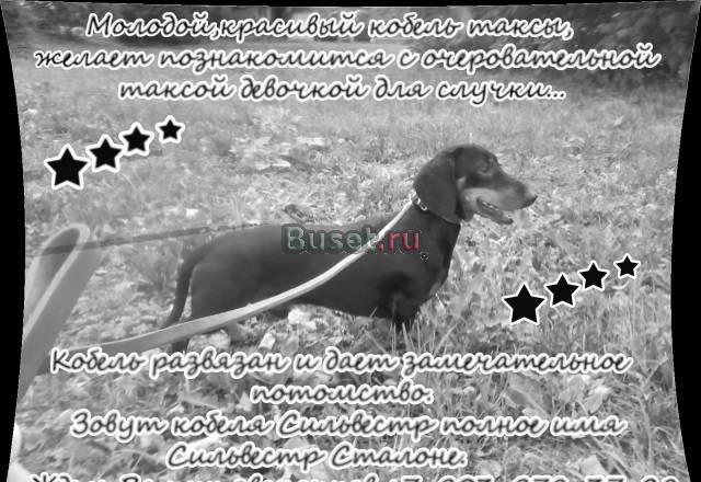 Кобель на вязку Развязан Москва