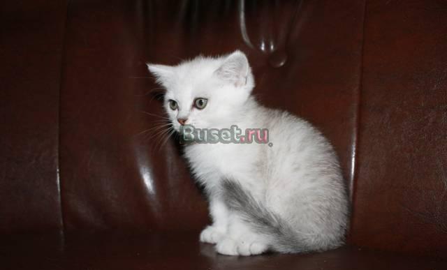 Продажа котят Санкт-Петербург