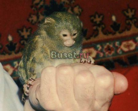 Обезбянка львиная головка (мармазетка Санкт-Петербург