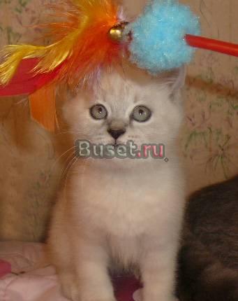 Воспитанные клубные котята Москва
