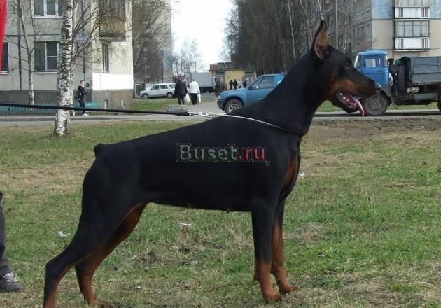 Продаётся щенок добермана Санкт-Петербург